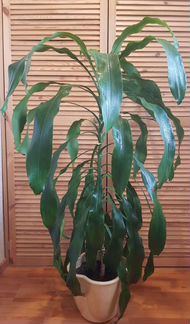 Пальма драцена душистая
