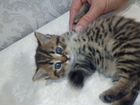 Шотландские котята скоттиш -страйт объявление продам