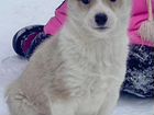 Собака западно-сибирская лайка объявление продам