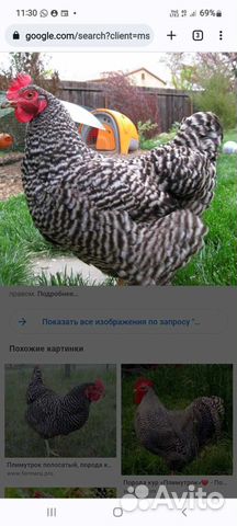 Куры несушки продам