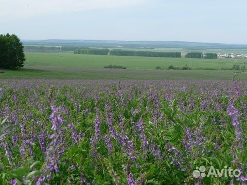 Растение козлятник фото и описание