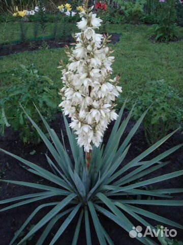 Юкка нитчатая уличная