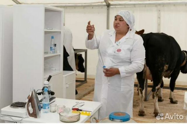 Искусственное осеменение коров