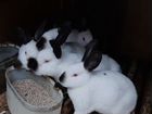 Кролики мясных пород объявление продам