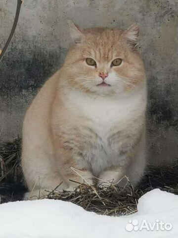 Кот метис шотландца