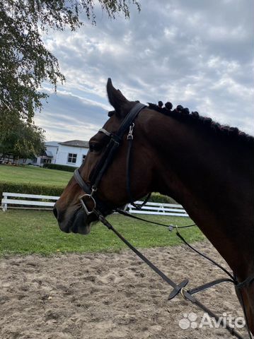 Лошадь в аренду