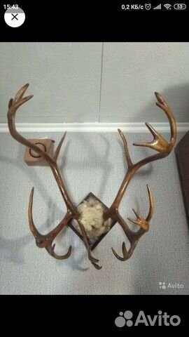 Рога оленя