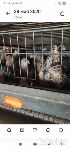 Перепела инкубационное яйцо, японский перепел