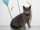 Серо-голубой котенок Фарси в добрые руки объявление продам