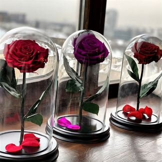 Роза в Колбе Живая Доставка до дверей