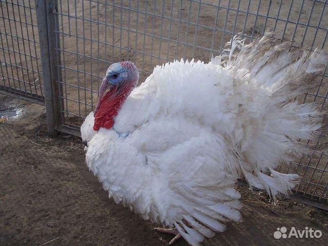 Индюшата хайбрид конвертер