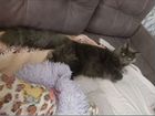 Кот на вязку мейн-кун