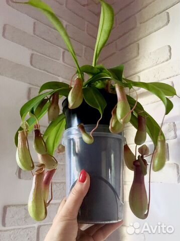 Непентес Вентрата