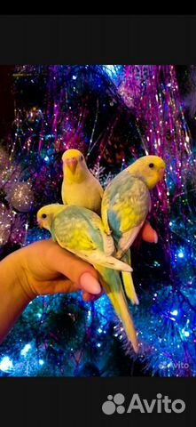 Попугай корелла, волнистый. или обмен
