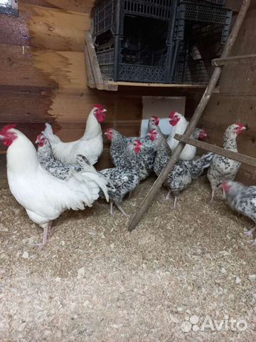 Яйцо инкубационное Пушкинская порода кур