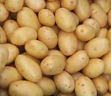 Продам картофель едовой, свежий урожай