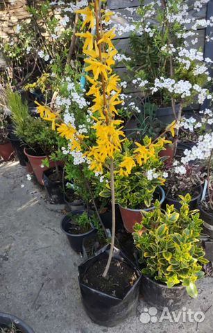 Форзиция, спирея, бересклет и др