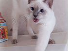 Молодой тайский котик