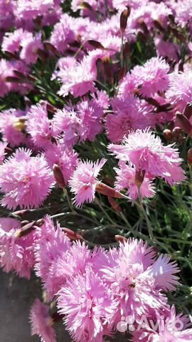 Гвоздика садовая махровая