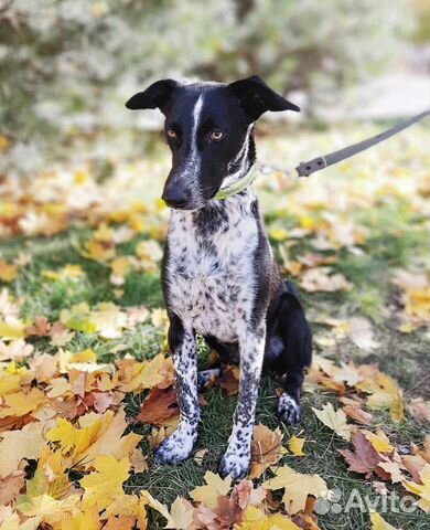 Лучший пес для квартиры