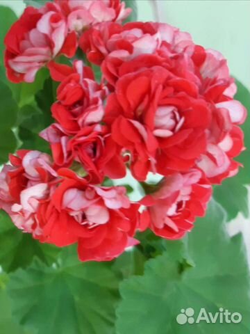 Герань розебудная и другие