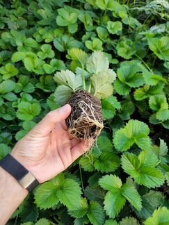 Саженцы Рассада Клубники