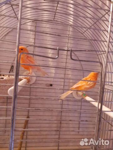 Канарейка и Щегол