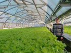 Инвестиции в выращивание салатной зелени