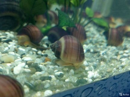 Улитки аквариумные Ампулярия