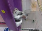 Кролик с к леткой объявление продам