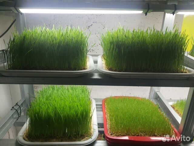 Витграсс - сок ростков пшеницы