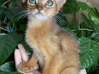 Абиссинский котенок с изумрудными глазками