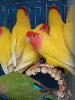 Банановые неразлучники