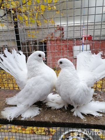 Продажа голубей статные