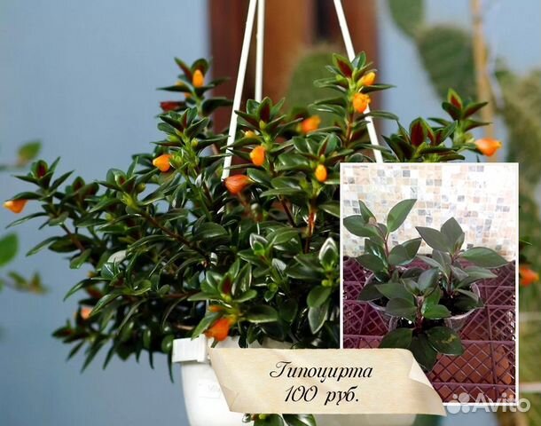 Растения домашние