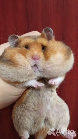 Красивые сирийские хомячки питомниковые