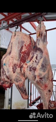 Продам мясо говядина