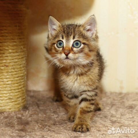 Котята и котики в добрые руки, много разных