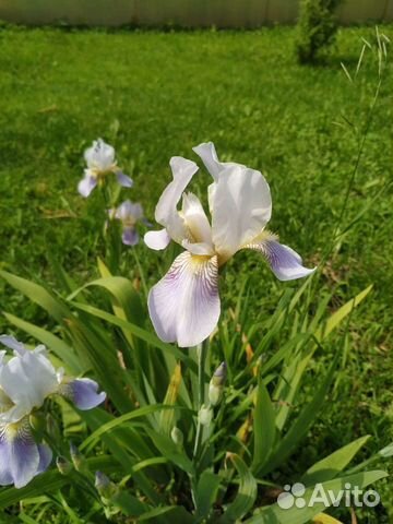 Ирисы двух видов