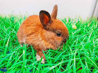 Карликовый кролик - цветной карлик мини
