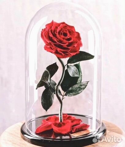 Роза в колбе. Вечная