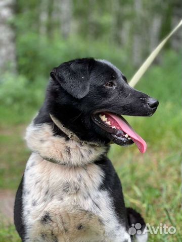 Молодой красавчик-пес Каен