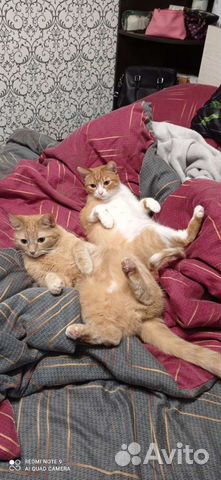 Передержка кошек/котов/котят