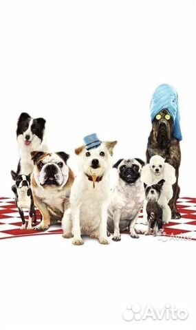 Передержка маленьких и средних собак в семье