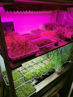 Стартовый набор ферма микрозелени