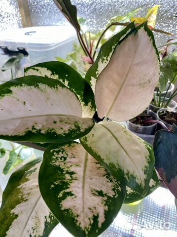 Аглаонема пинк кочин Neon