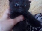 Чистокровный чёрный котенок