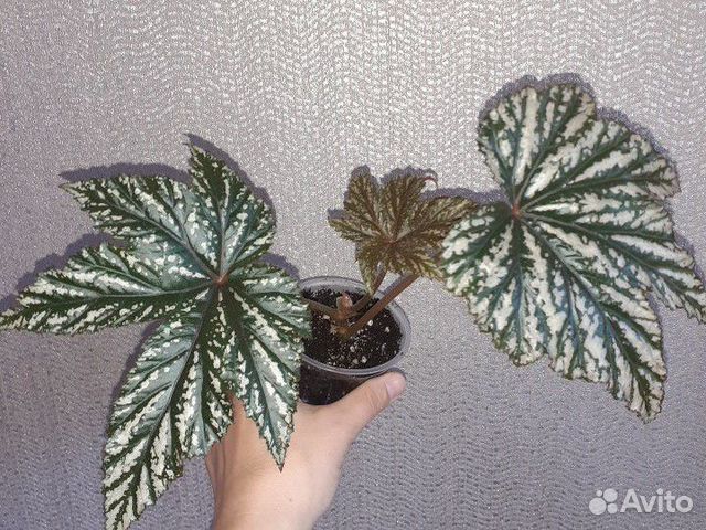 Бегония Грифон