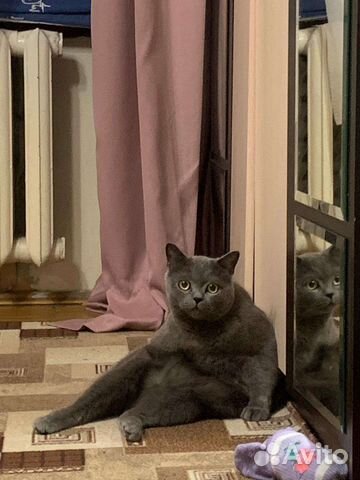 Шотландский кот вязка