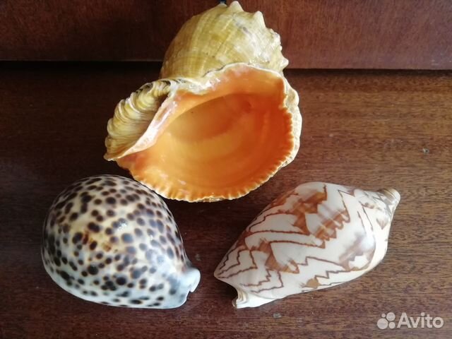 Морские ракушки раковины